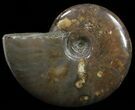 Flashy Red Iridescent Ammonite - Wide #52321-1
